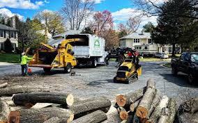 Best Palm Tree Trimming  in USA